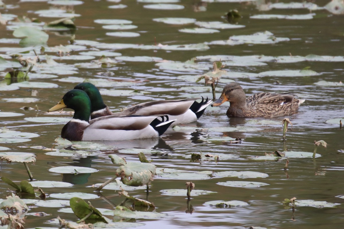 Mallard - ML385744851
