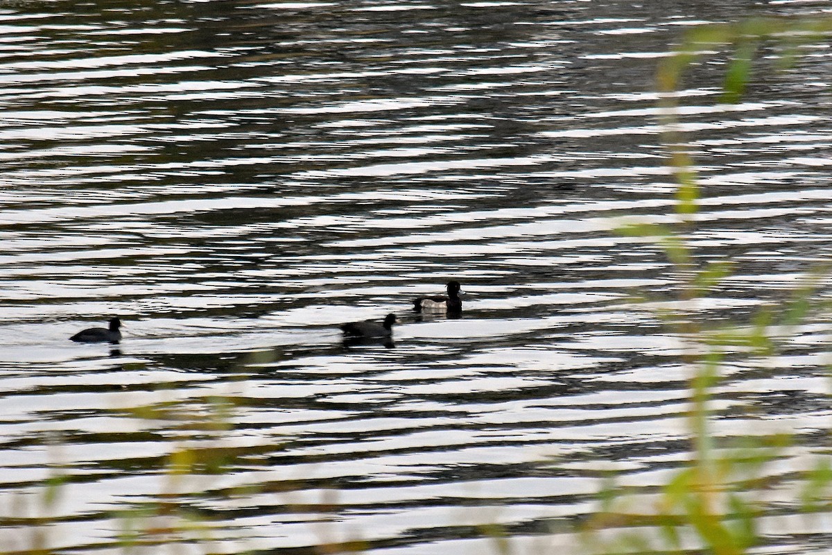 Tufted Duck - ML38574831