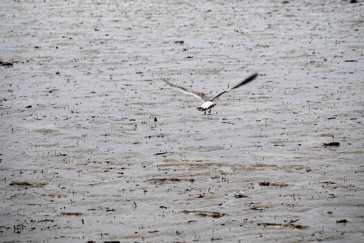 Gaviota Pipizcan - ML385748361