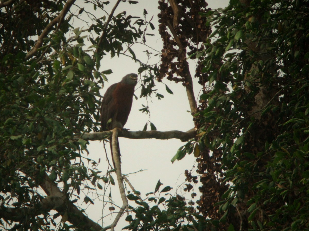 Long-tailed Hawk - ML385748611