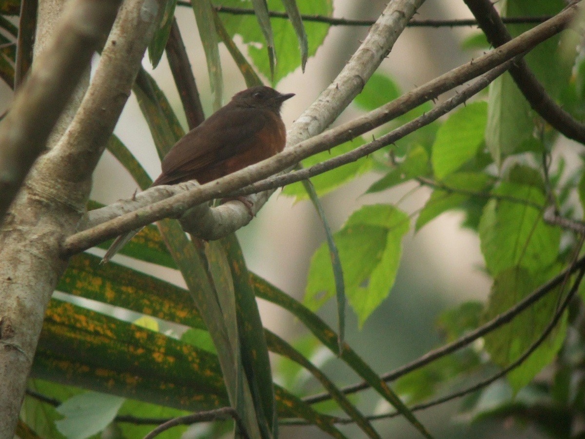 Finsch's Flycatcher-Thrush - ML385748721