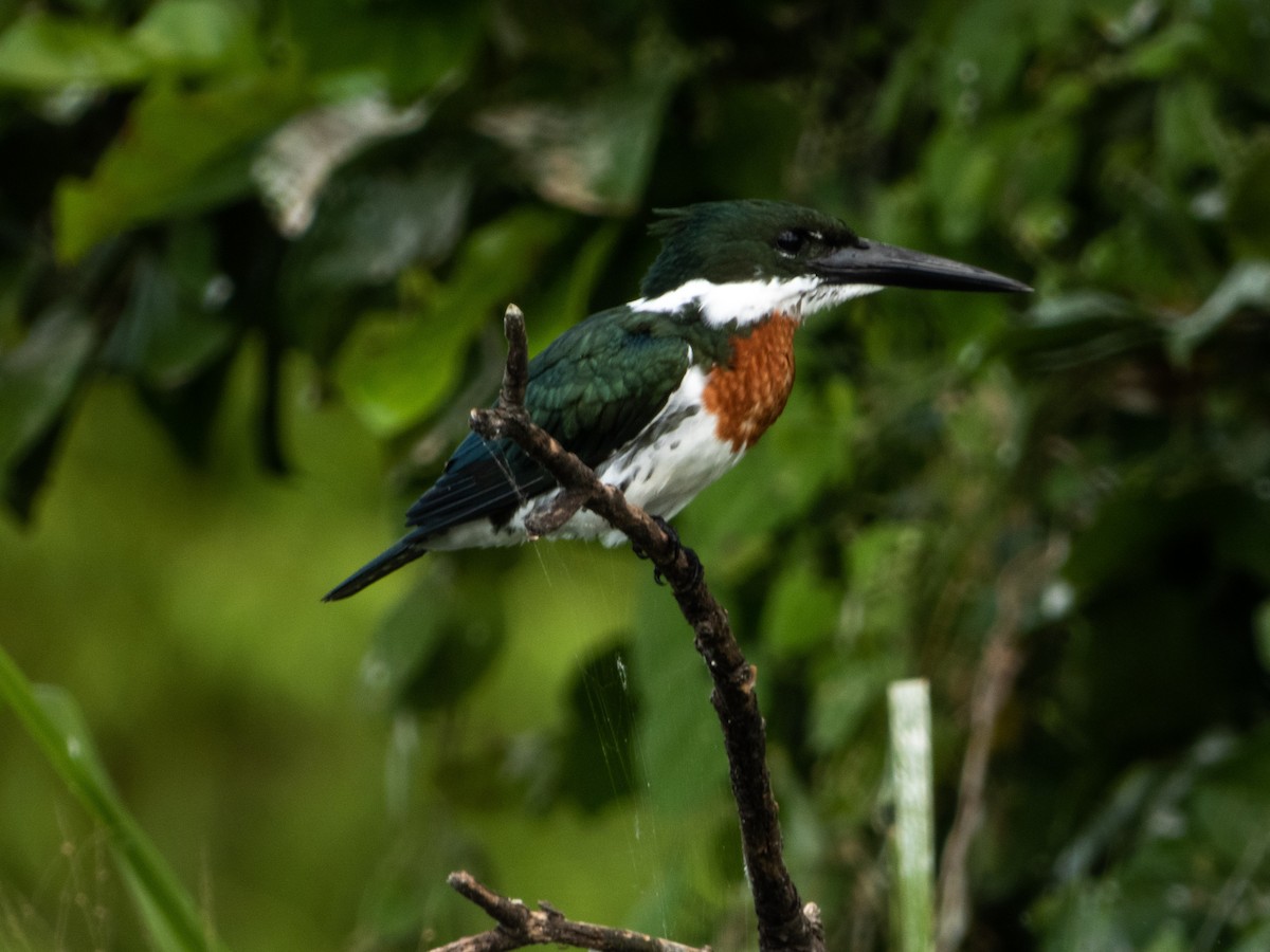 Amazon Kingfisher - ML385749881