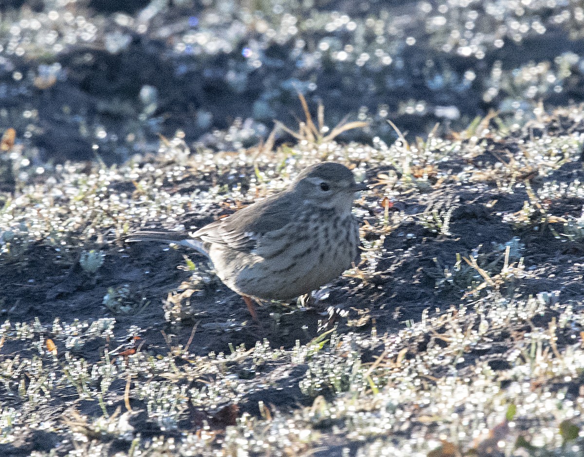 Bisbita Pechianteado - ML385751081