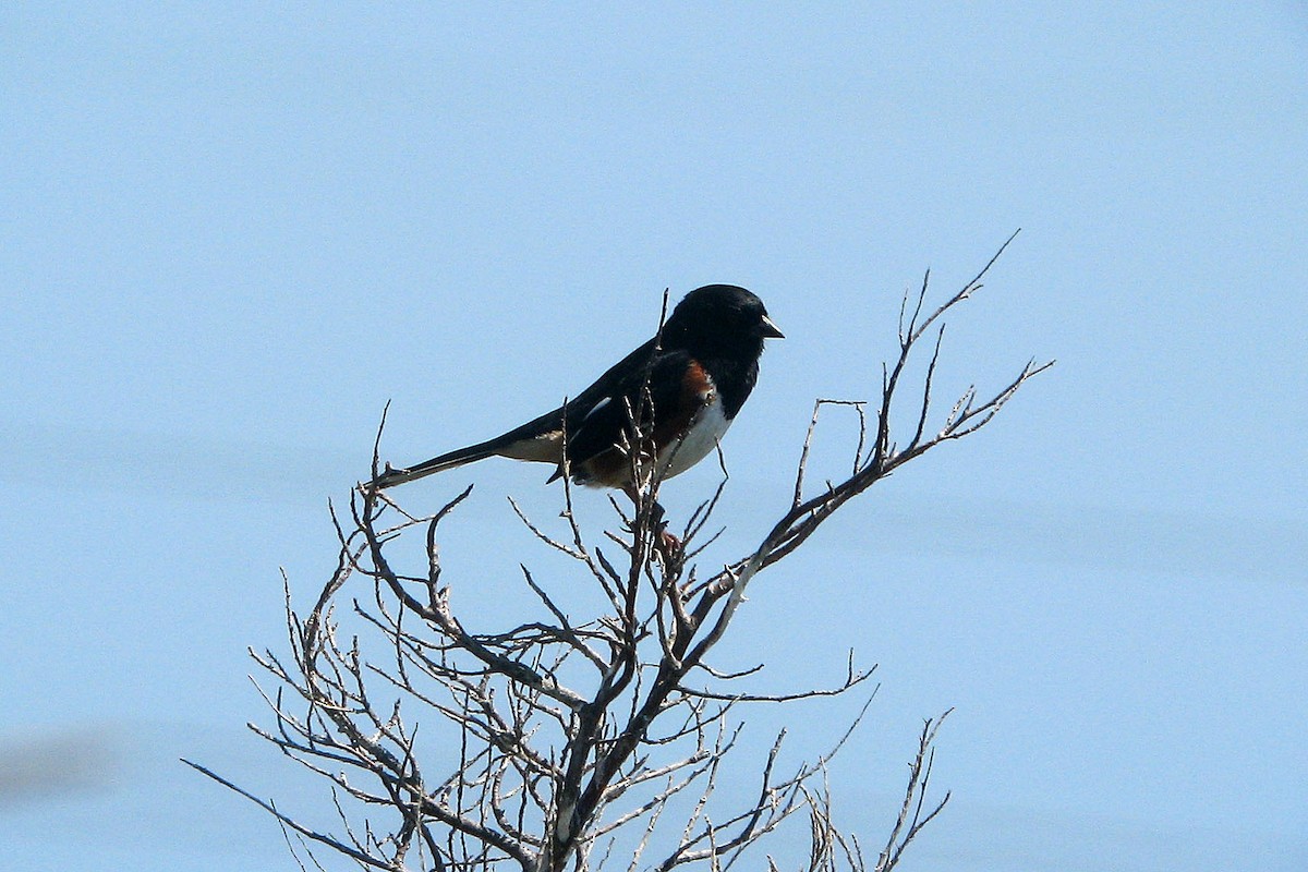 Eastern Towhee - ML38575151