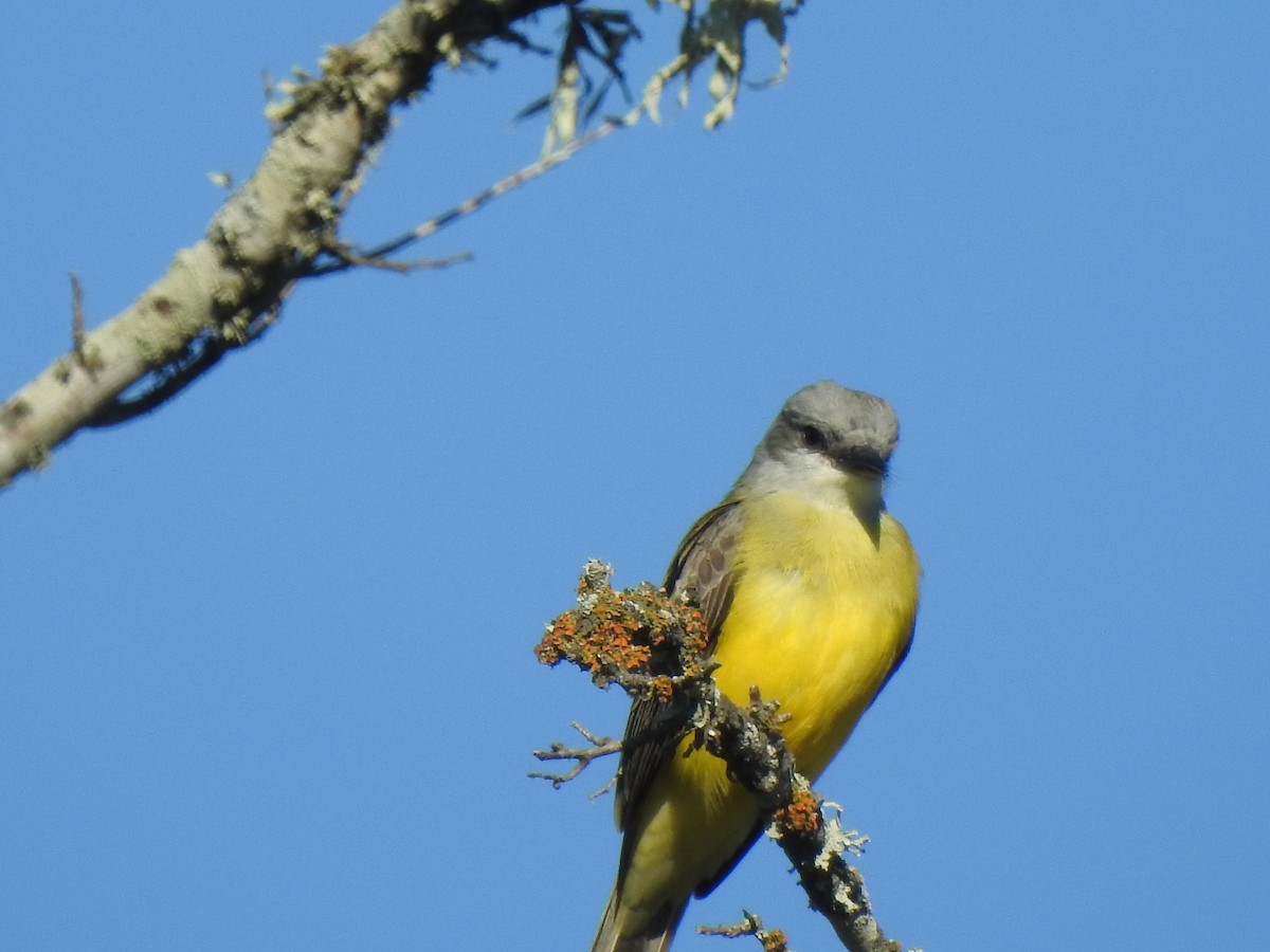 Couch's Kingbird - Holly Perry