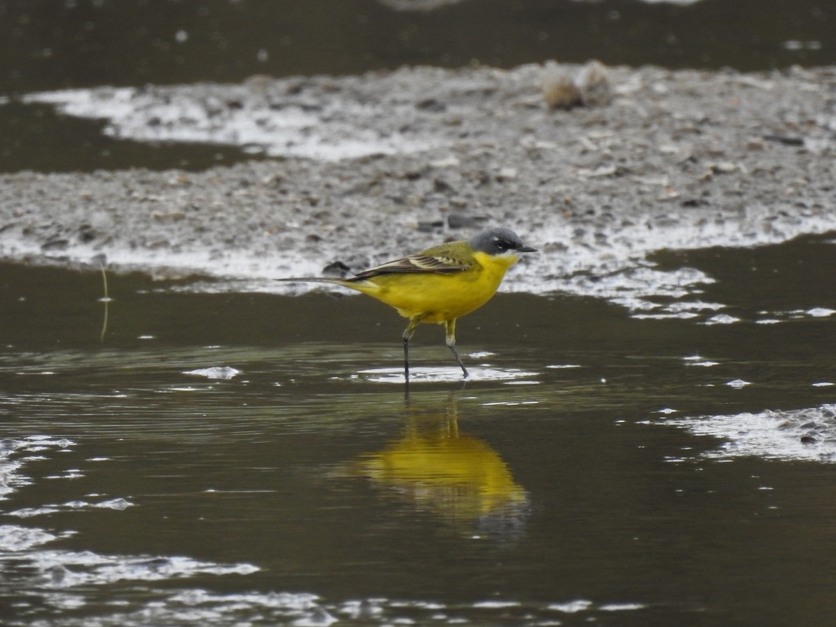 Schafstelze (Thunberg-Schafstelze) - ML385760551