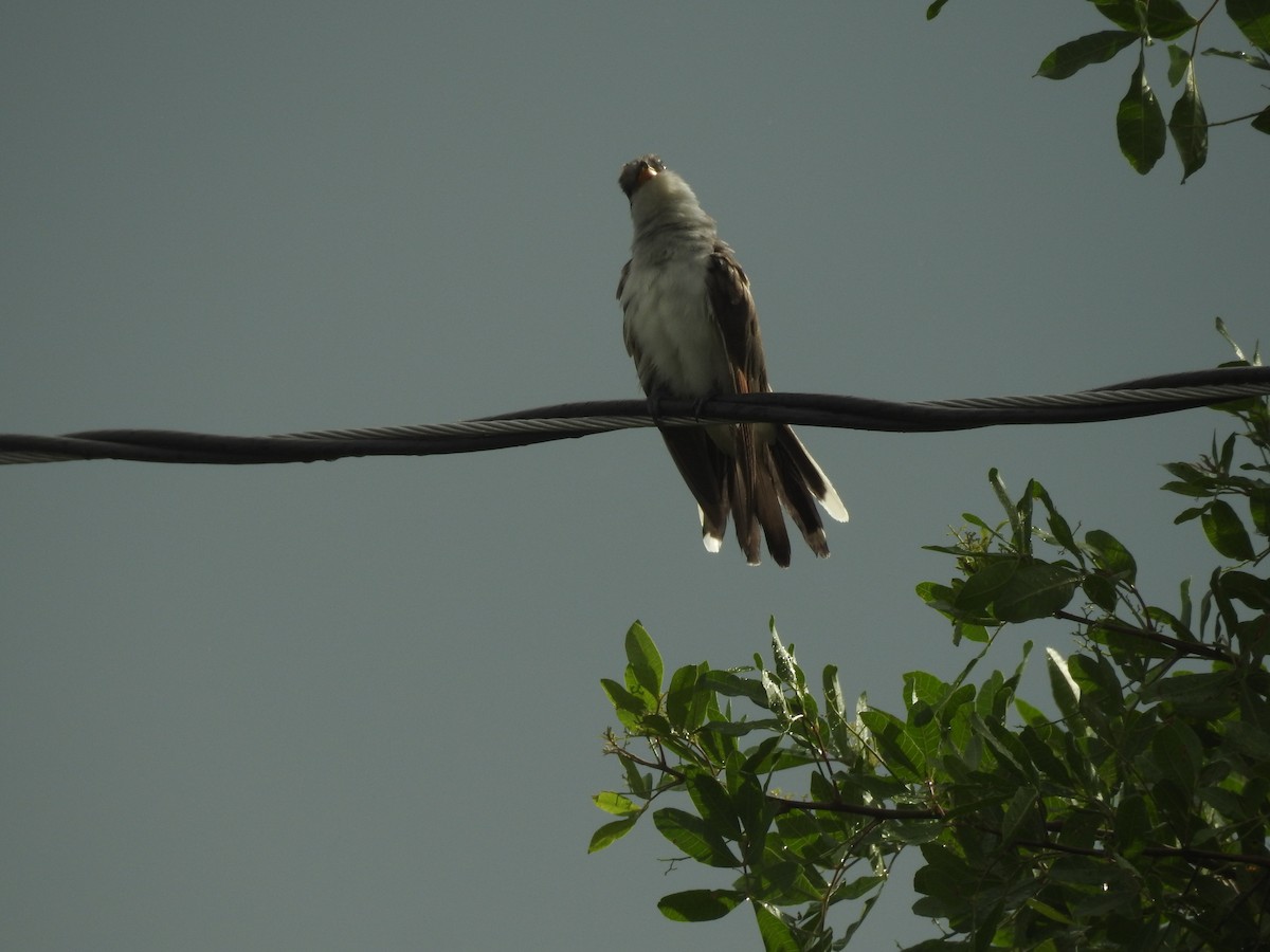 Mangrove Cuckoo - Bridget Davis