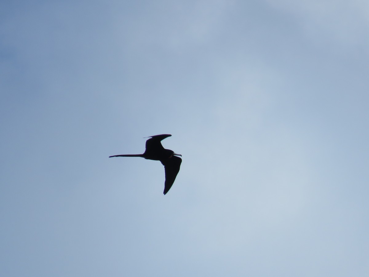 Magnificent Frigatebird - ML385763131