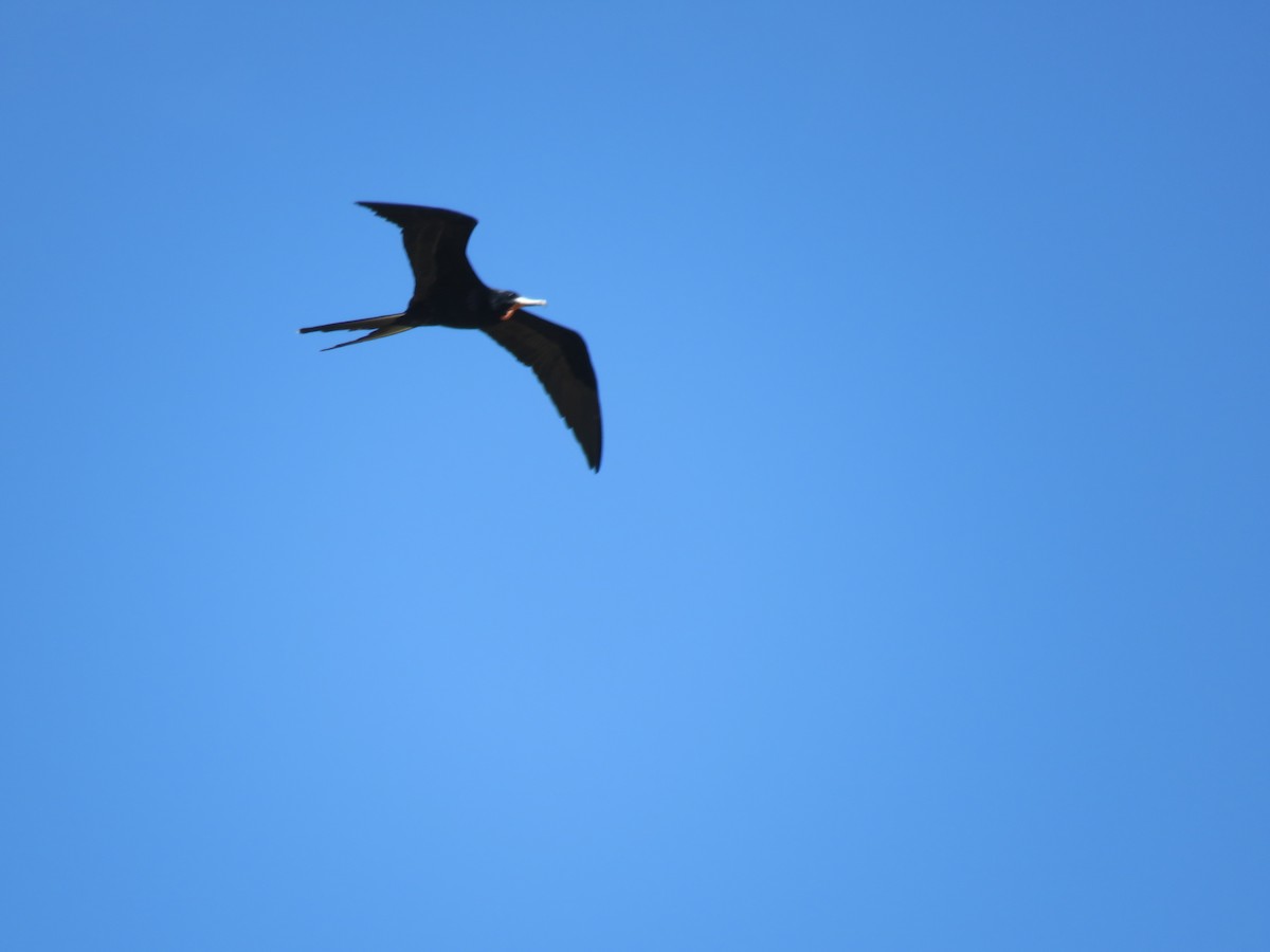 Magnificent Frigatebird - ML385763141