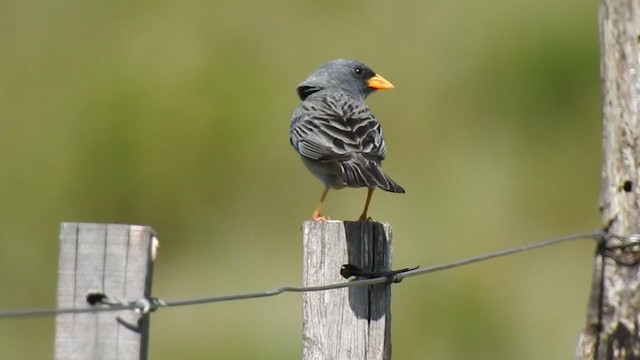 Band-tailed Sierra Finch - ML385763231