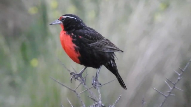 Long-tailed Meadowlark - ML385763381