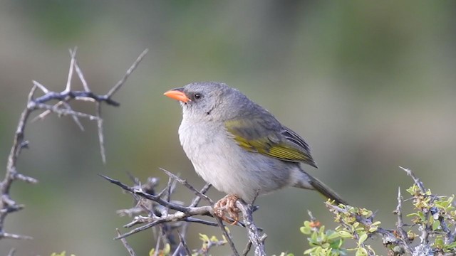 Great Pampa-Finch - ML385763461