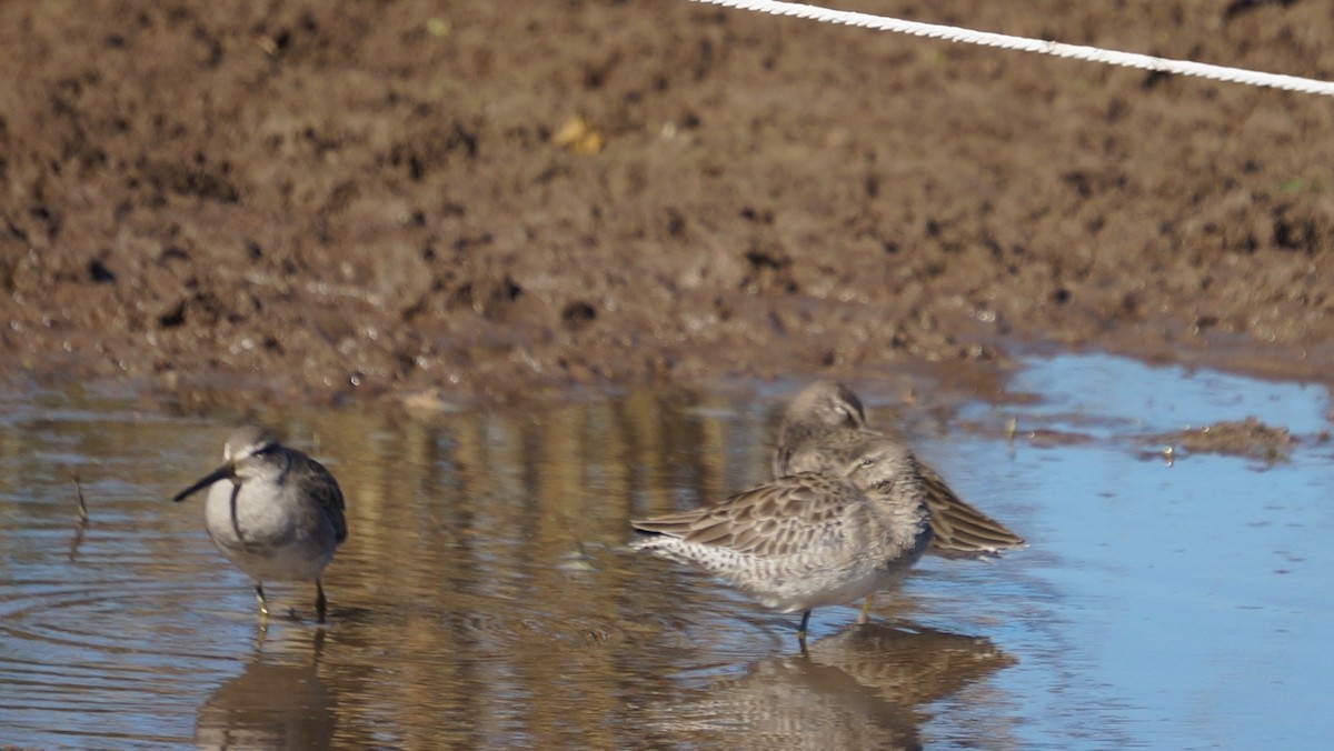 Short-billed Dowitcher - ML38576381