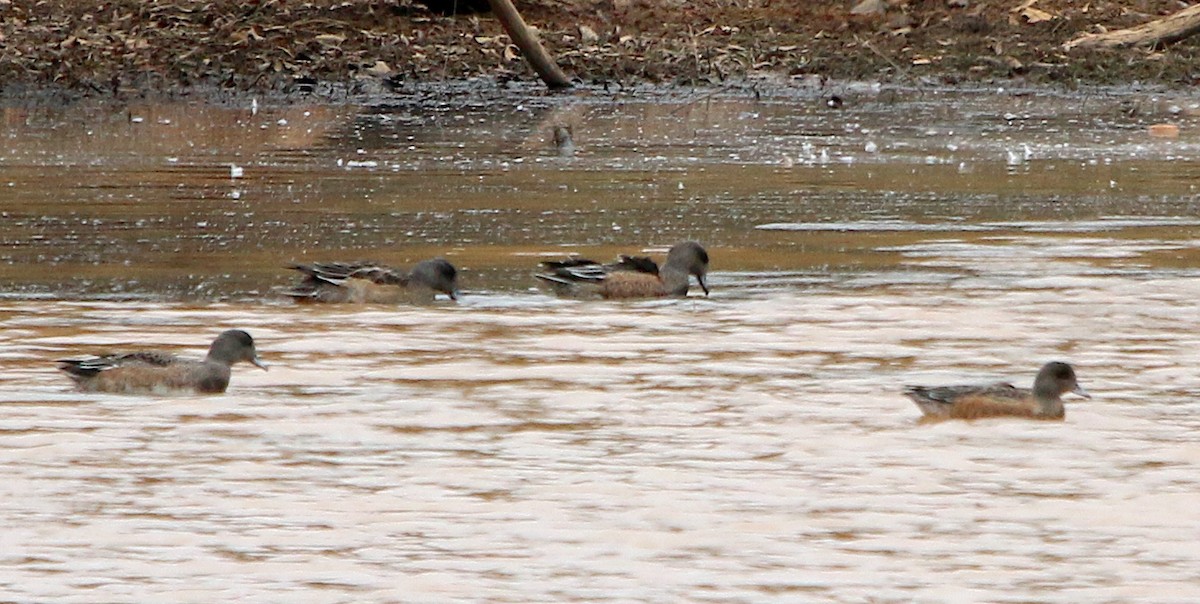 American Wigeon - ML385763941