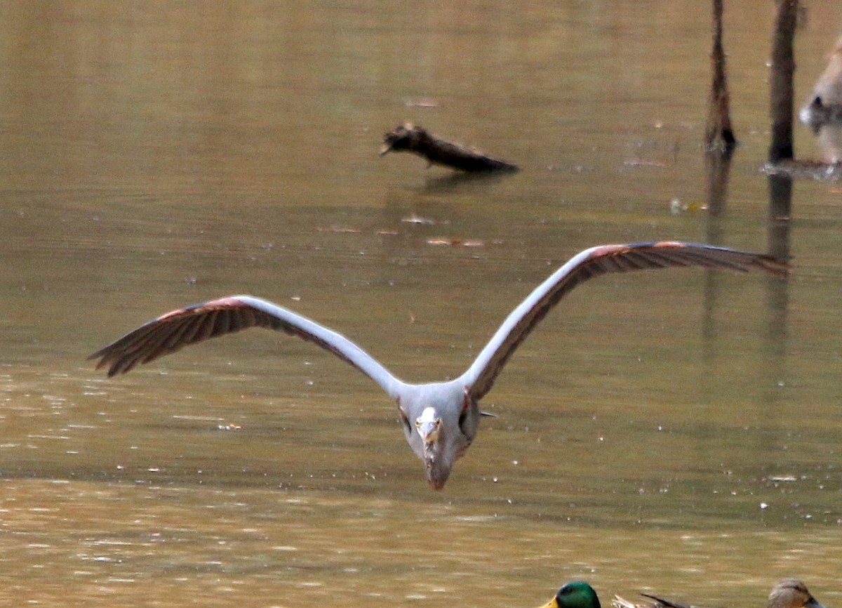 Great Blue Heron - ML385764021