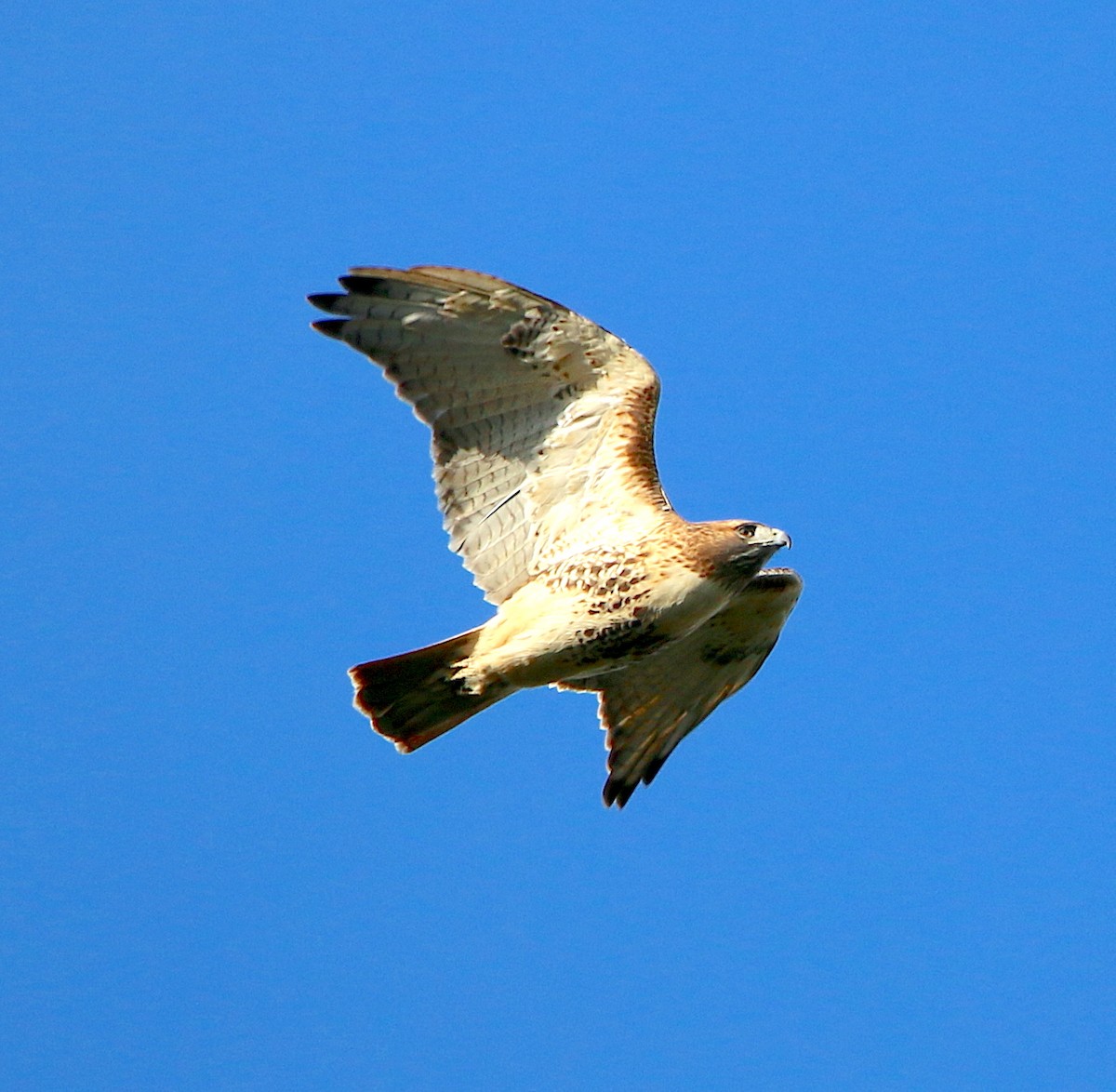 Red-tailed Hawk - ML385764111