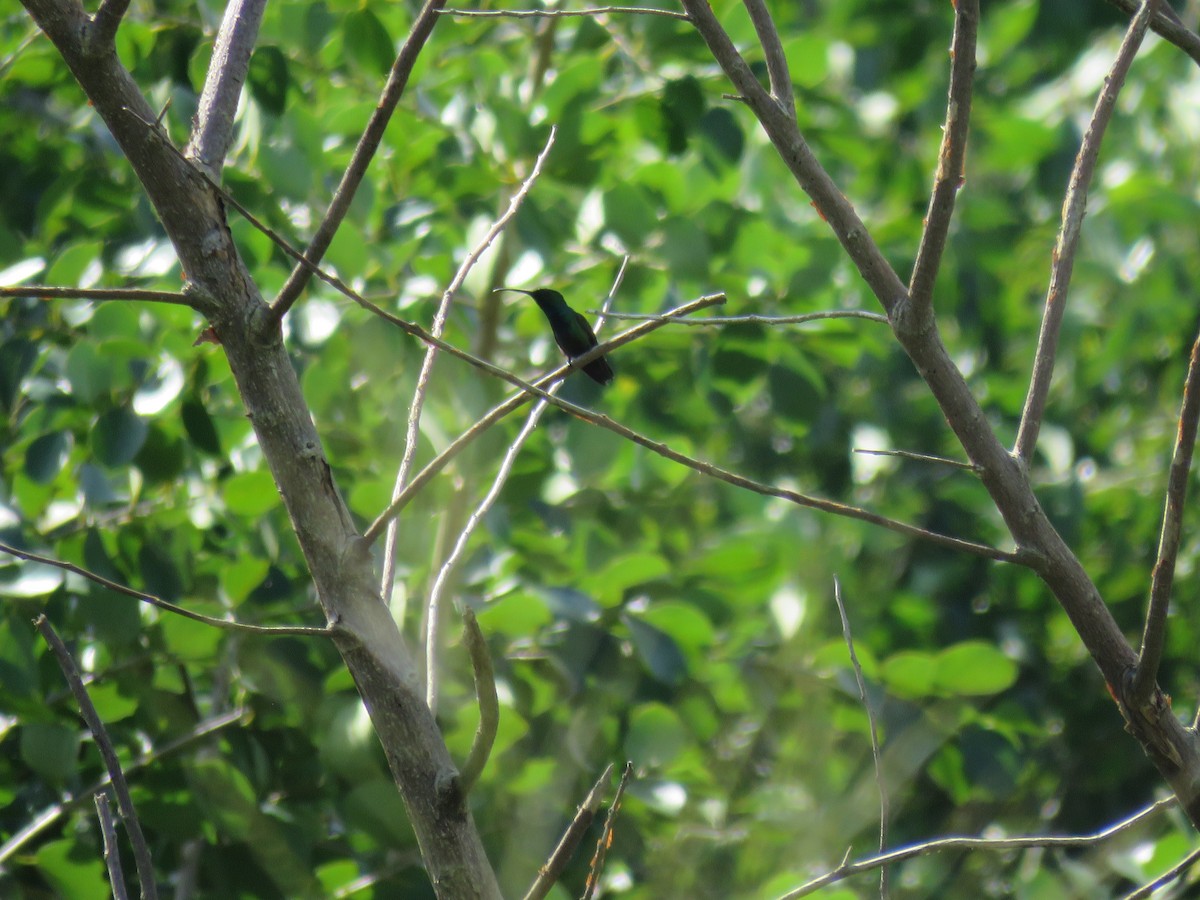 Green-throated Mango - ML385764161