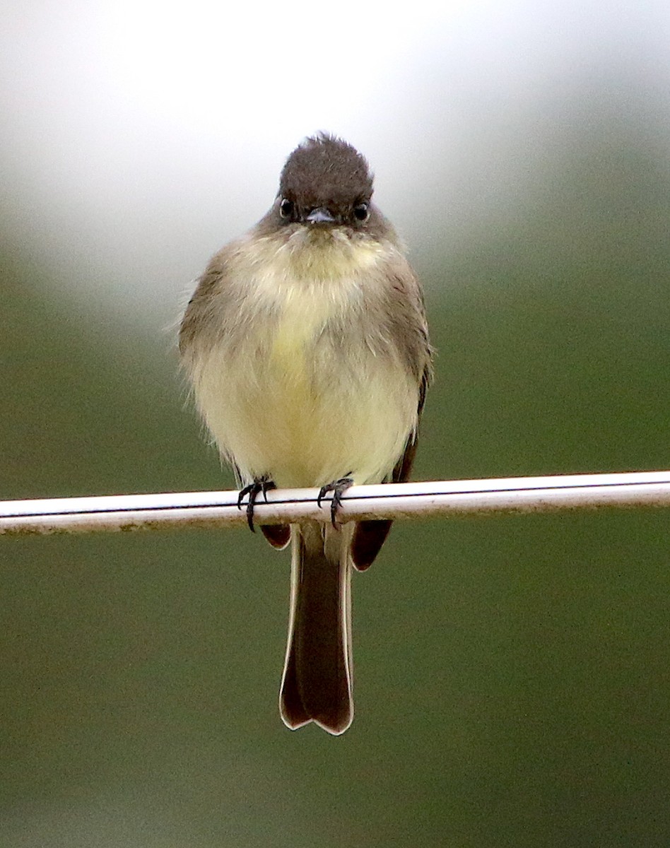 Eastern Phoebe - ML385764241