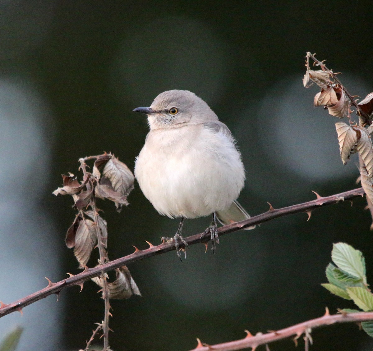 Northern Mockingbird - ML385764371