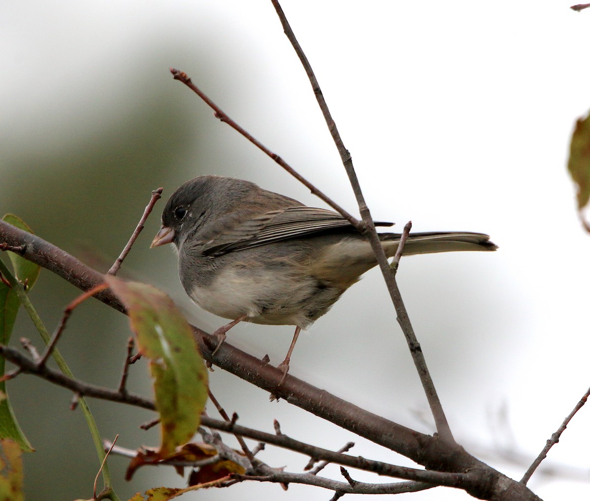Dark-eyed Junco - ML385764561
