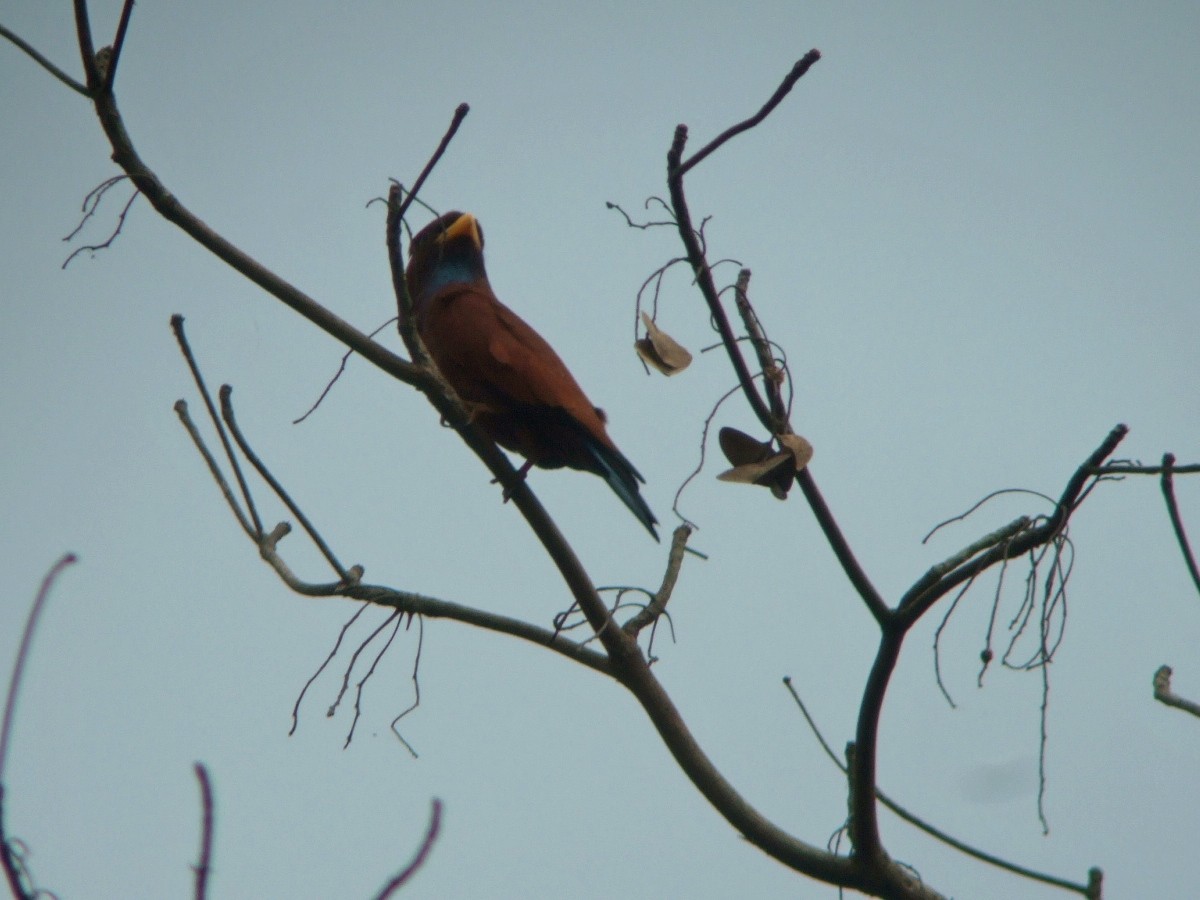 Blue-throated Roller - ML385766971