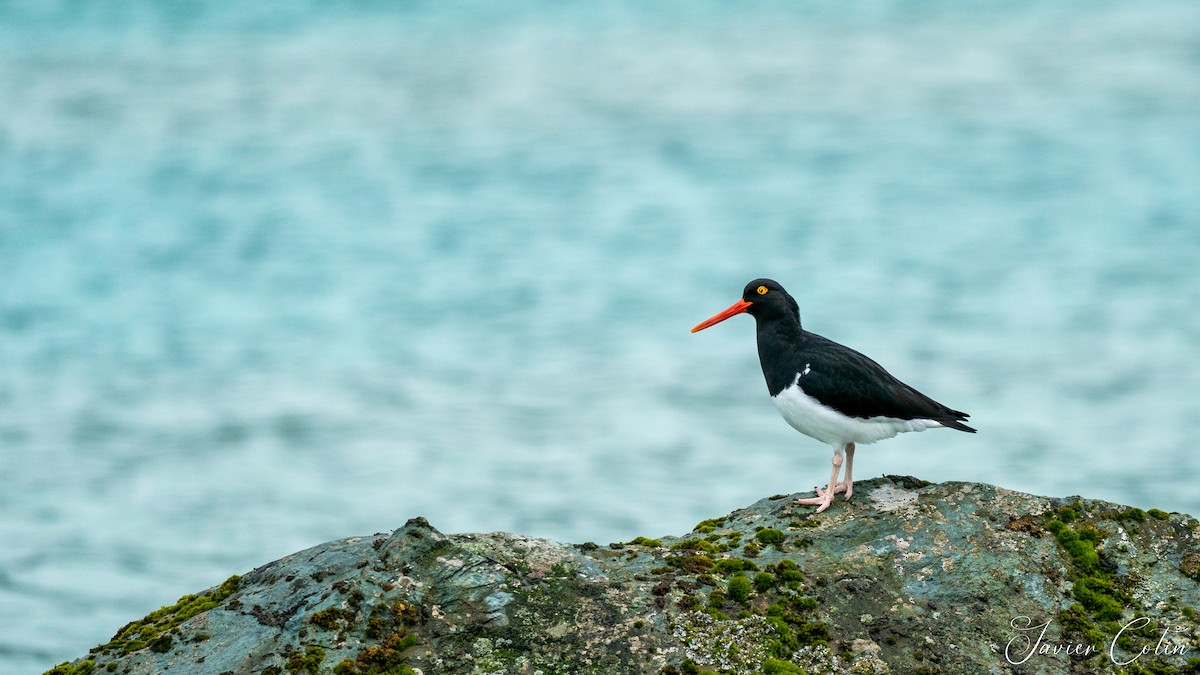 Magellanic Oystercatcher - ML385767141