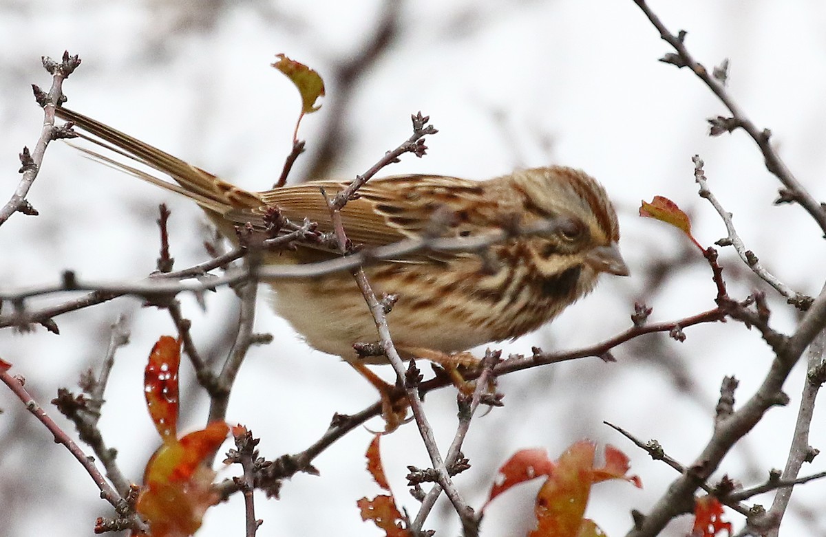 Song Sparrow - ML385769571