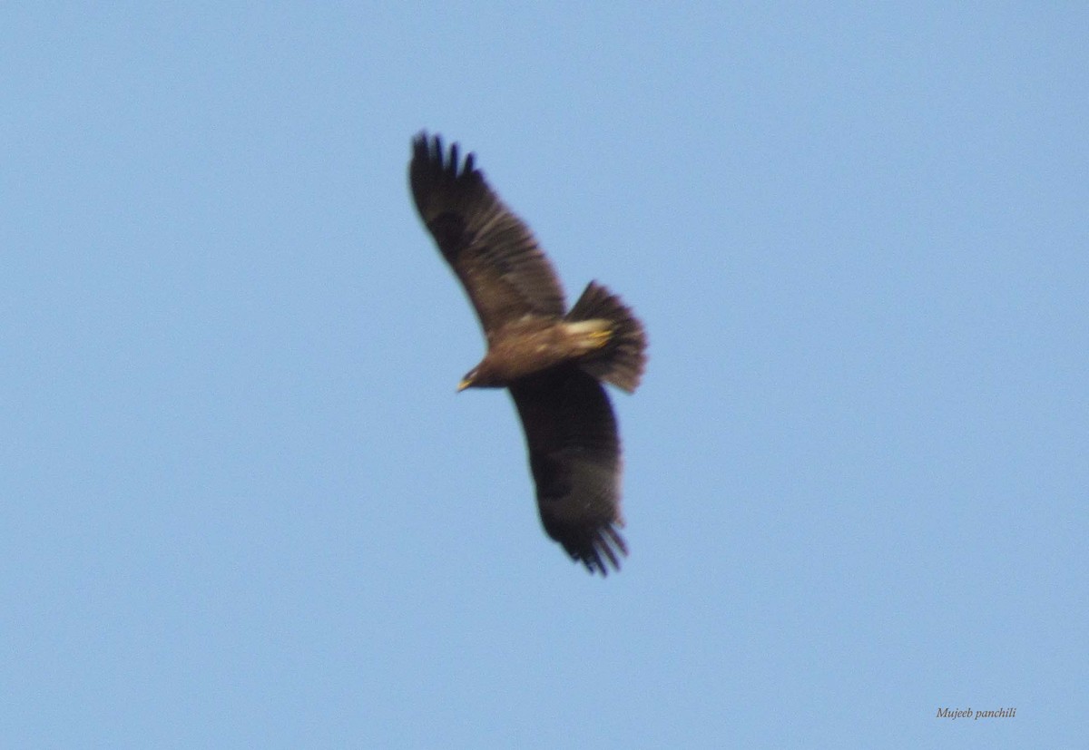 Greater Spotted Eagle - ML38576981