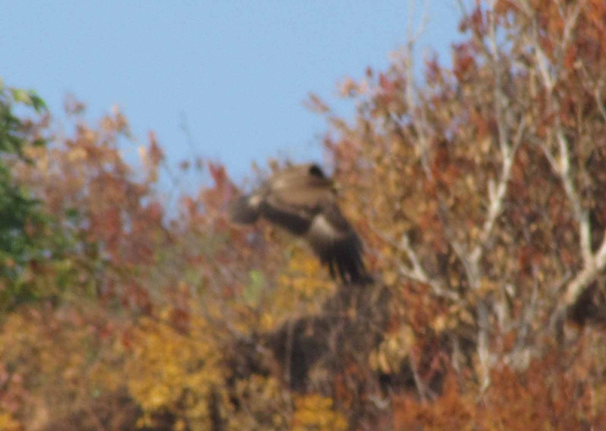 Greater Spotted Eagle - ML38577091