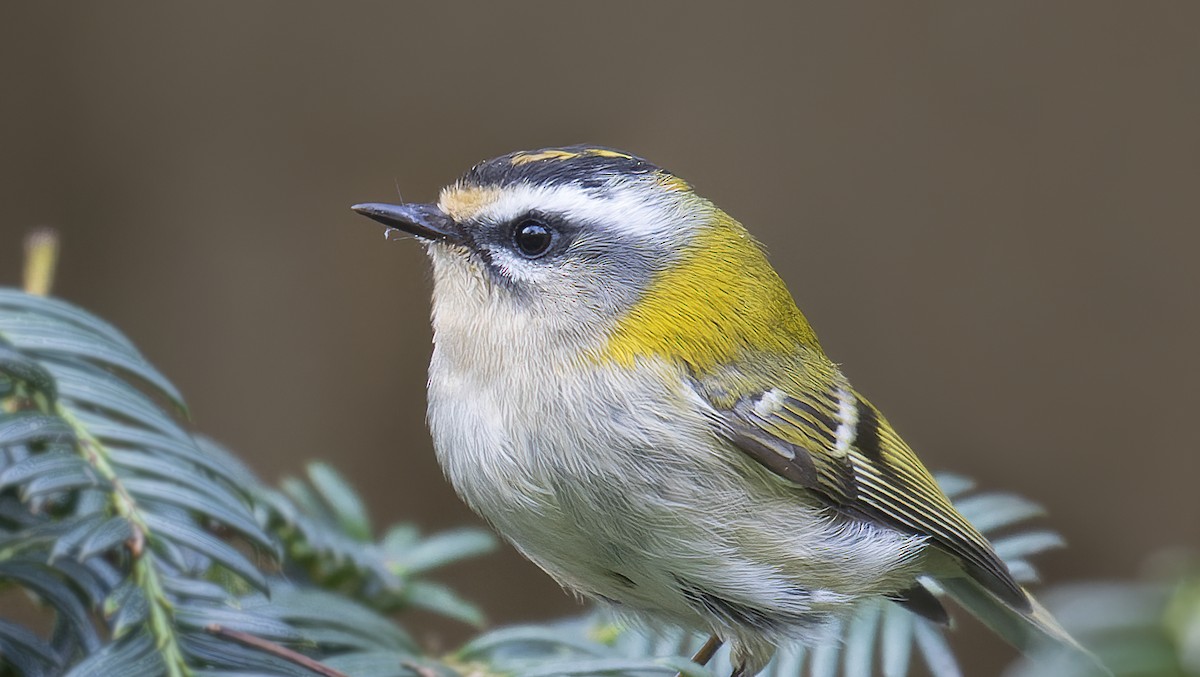 Common Firecrest - ML385771391