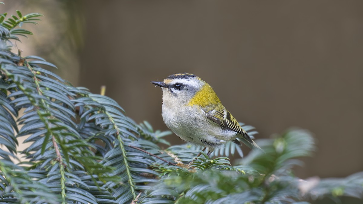 Common Firecrest - ML385771401