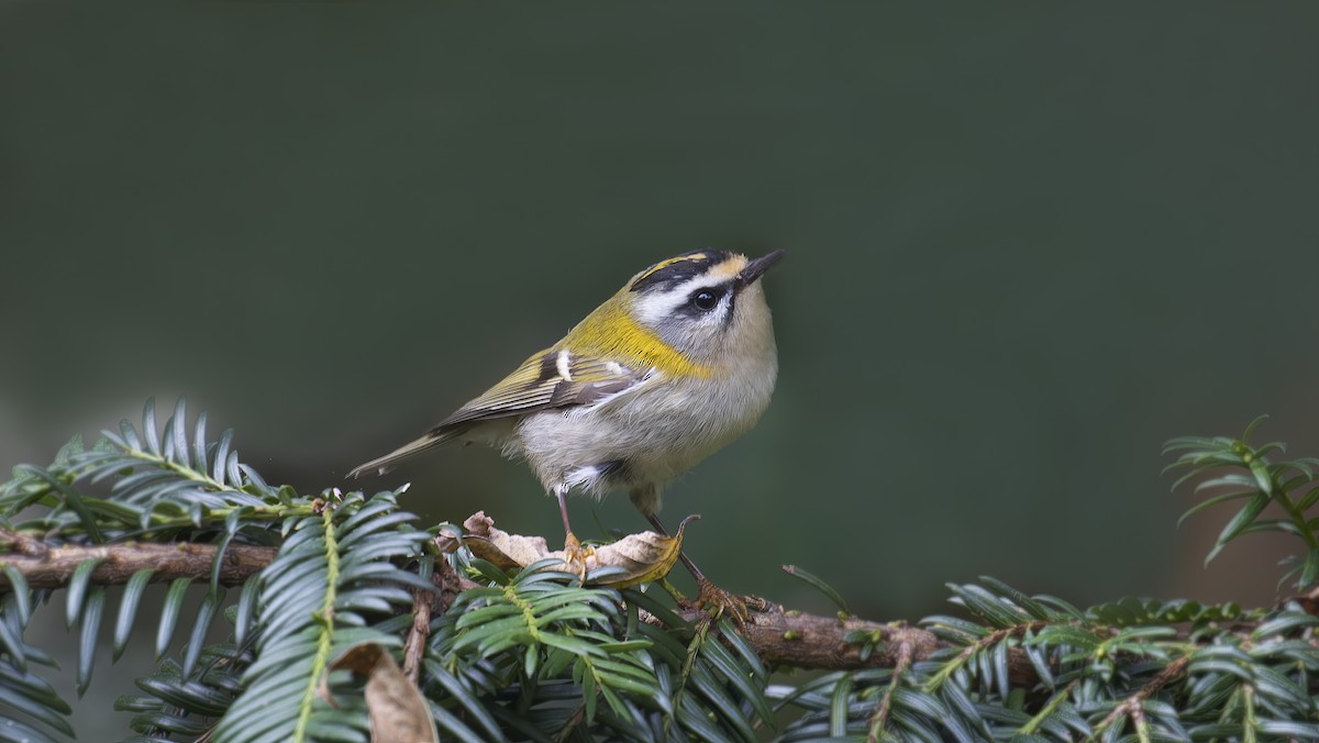 Common Firecrest - ML385771421