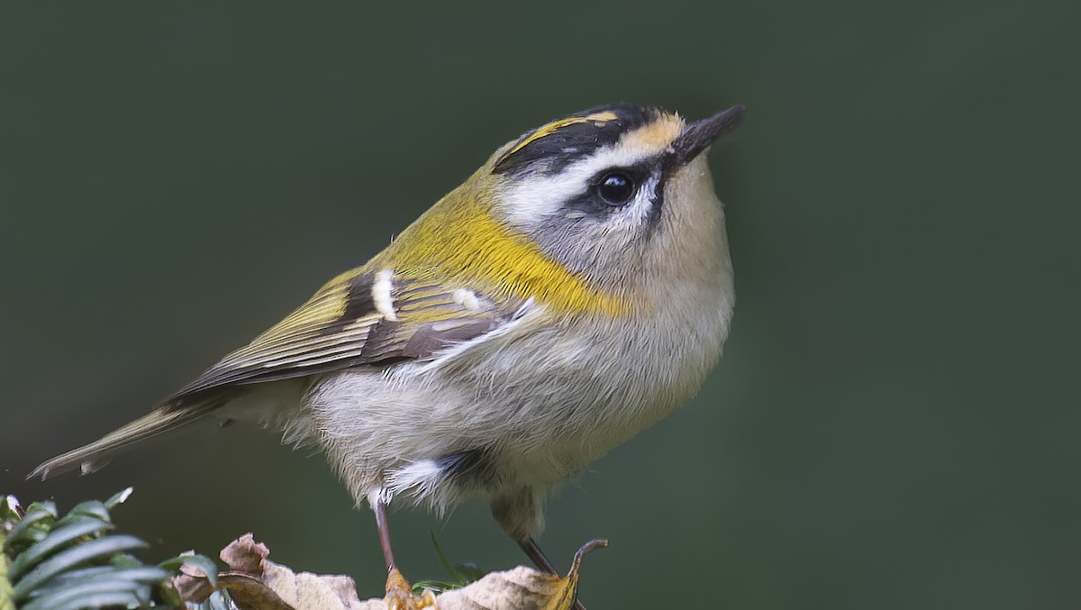 Common Firecrest - ML385771431