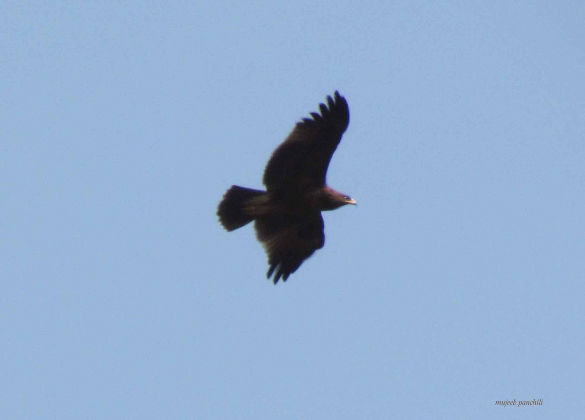 Greater Spotted Eagle - ML38577211