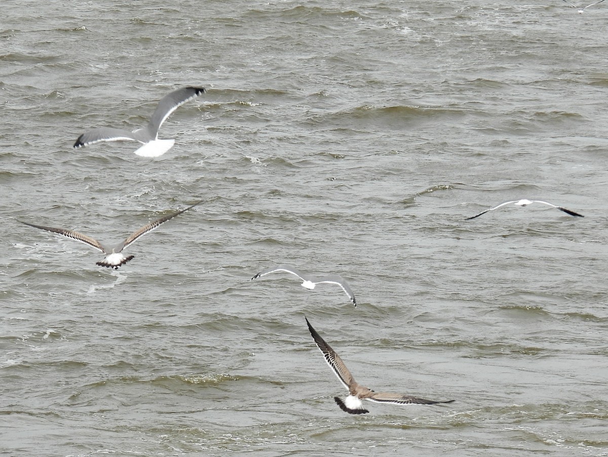 Laughing Gull - ML385773301