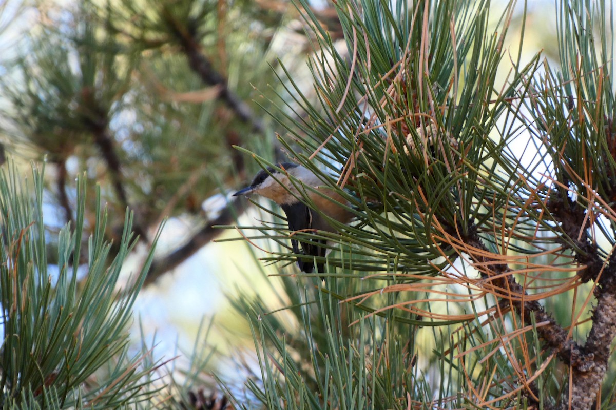 Pygmy Nuthatch - ML385774151