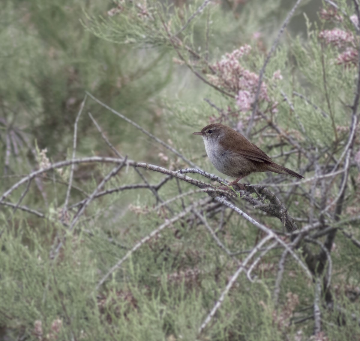 Cetti's Warbler - ML385774701