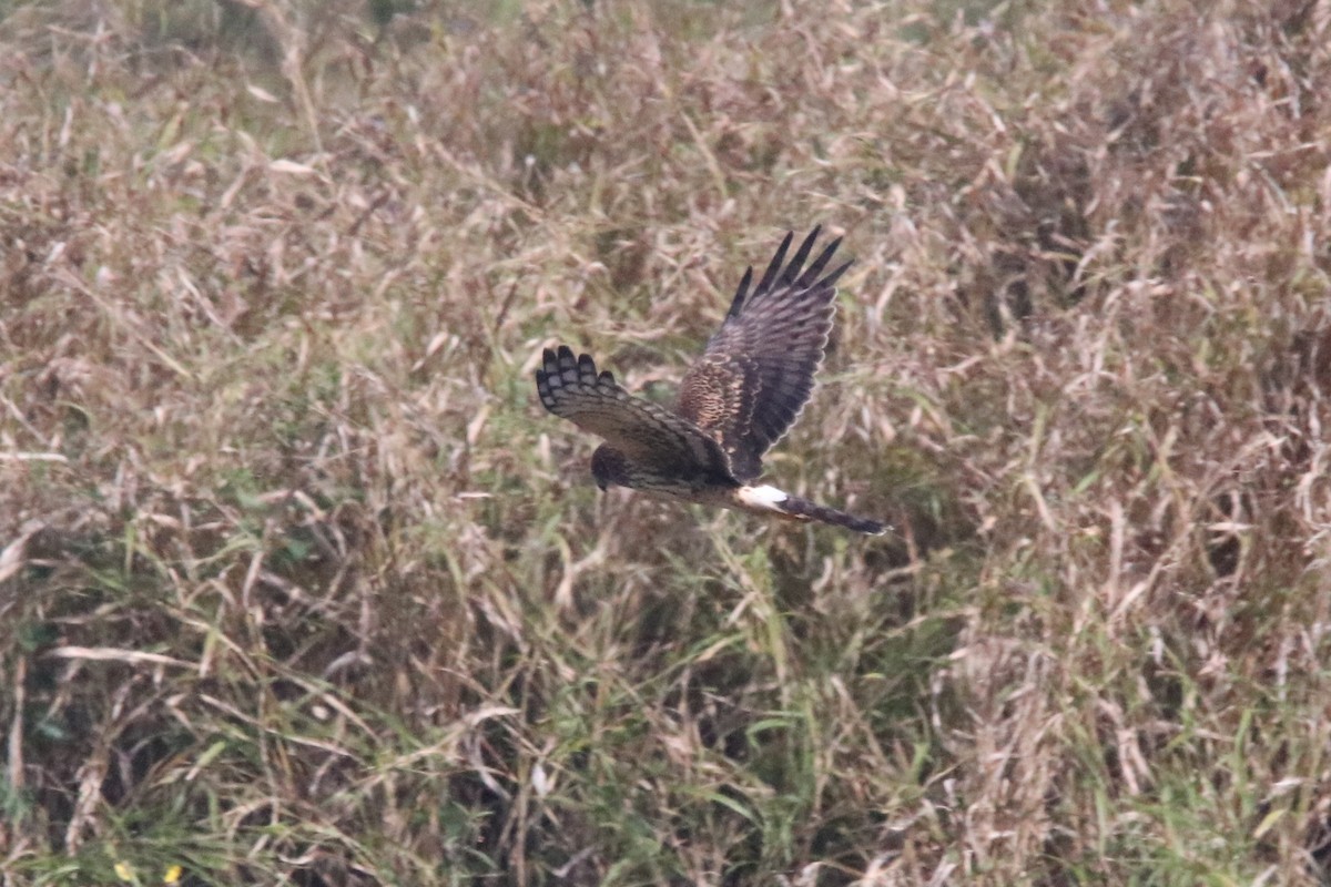 Northern Harrier - ML385776961