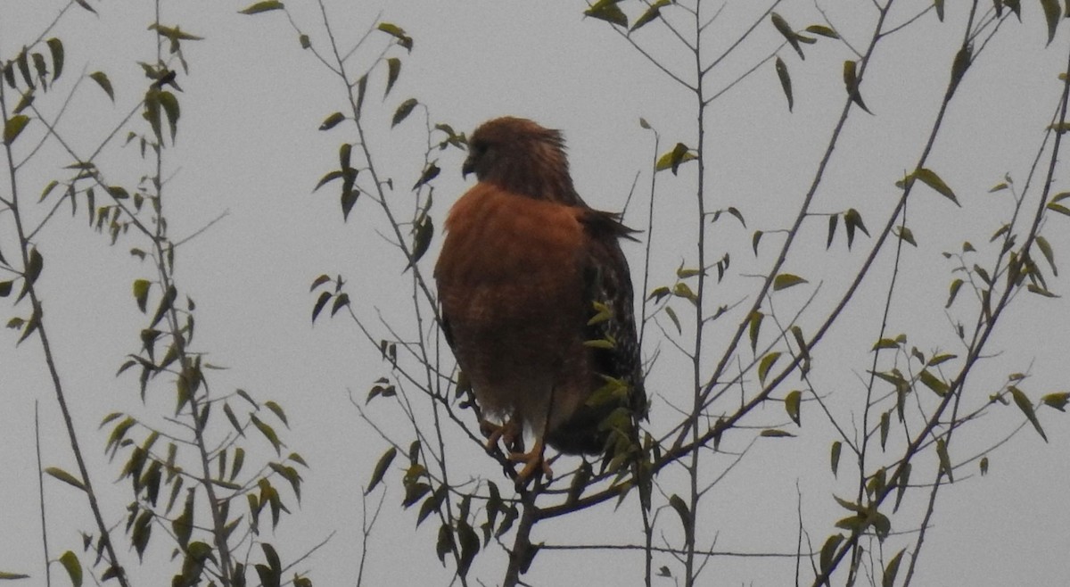 Red-shouldered Hawk - ML385777091