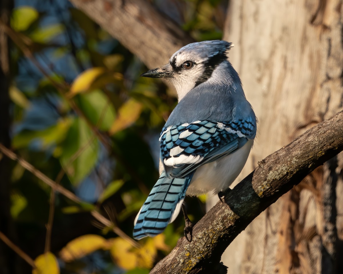 Blue Jay - ML385779211