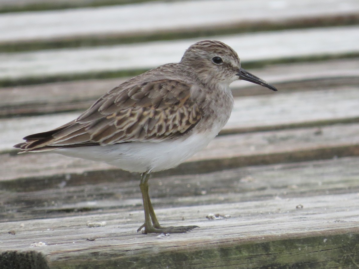 Least Sandpiper - ML385779221