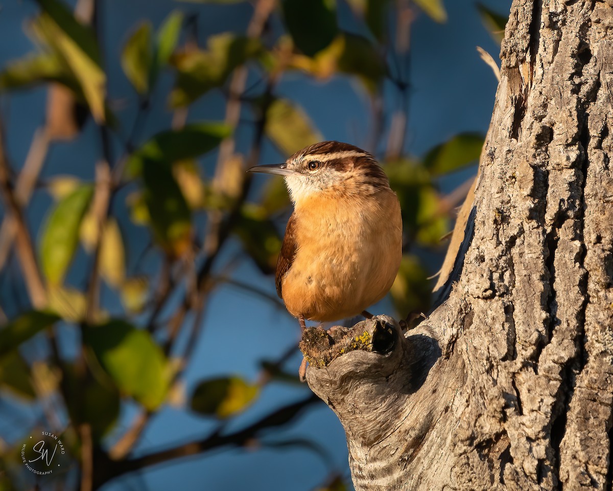 Carolina Wren - ML385780171