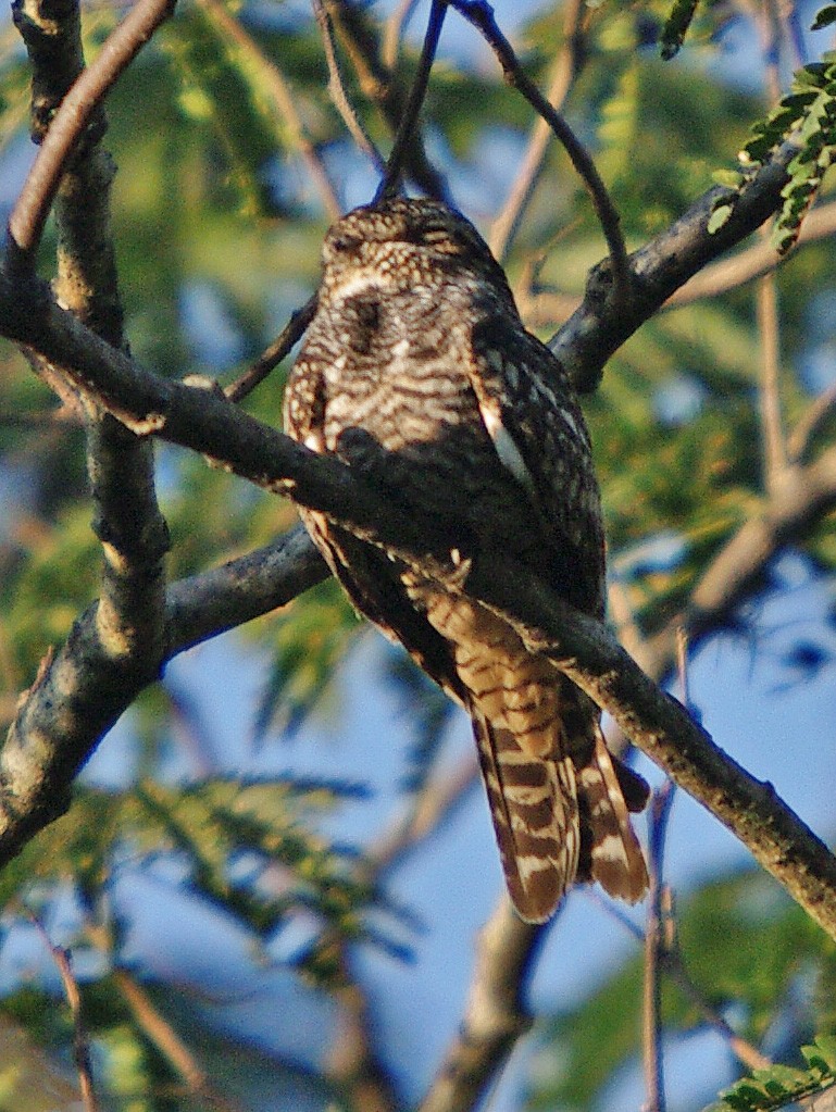 Lesser Nighthawk - ML385781901