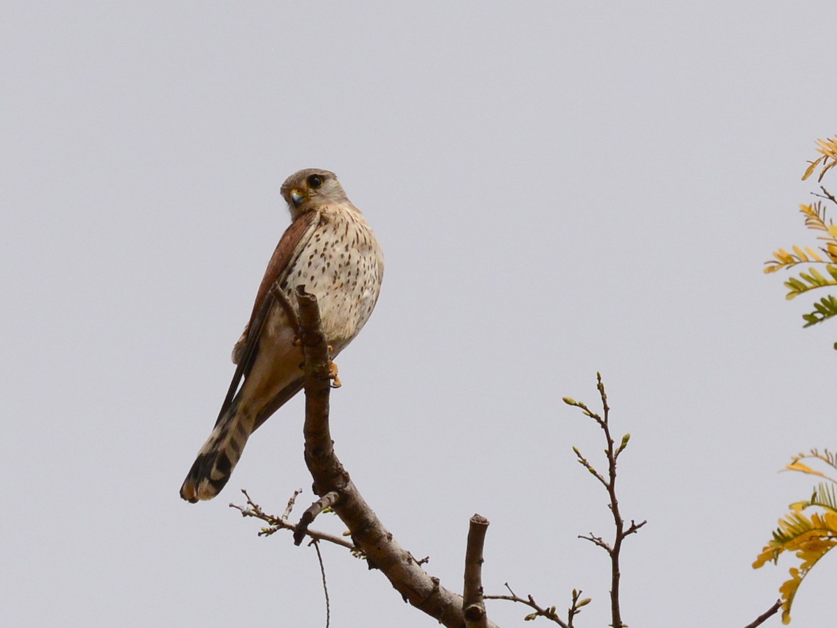 Malagasy Kestrel - ML38578431