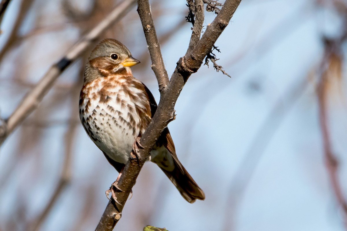 Fox Sparrow (Red) - Sue Barth