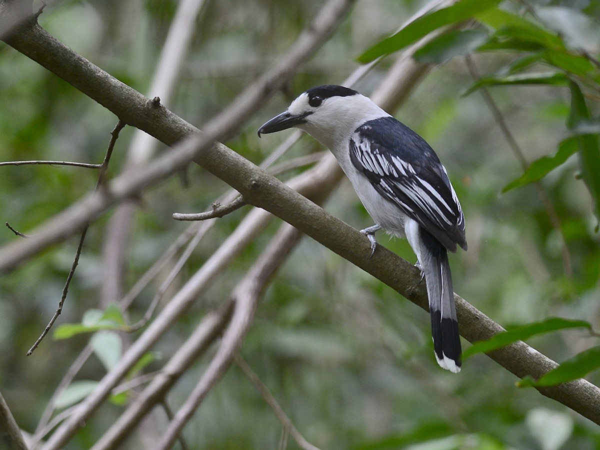 Hook-billed Vanga - ML38578451