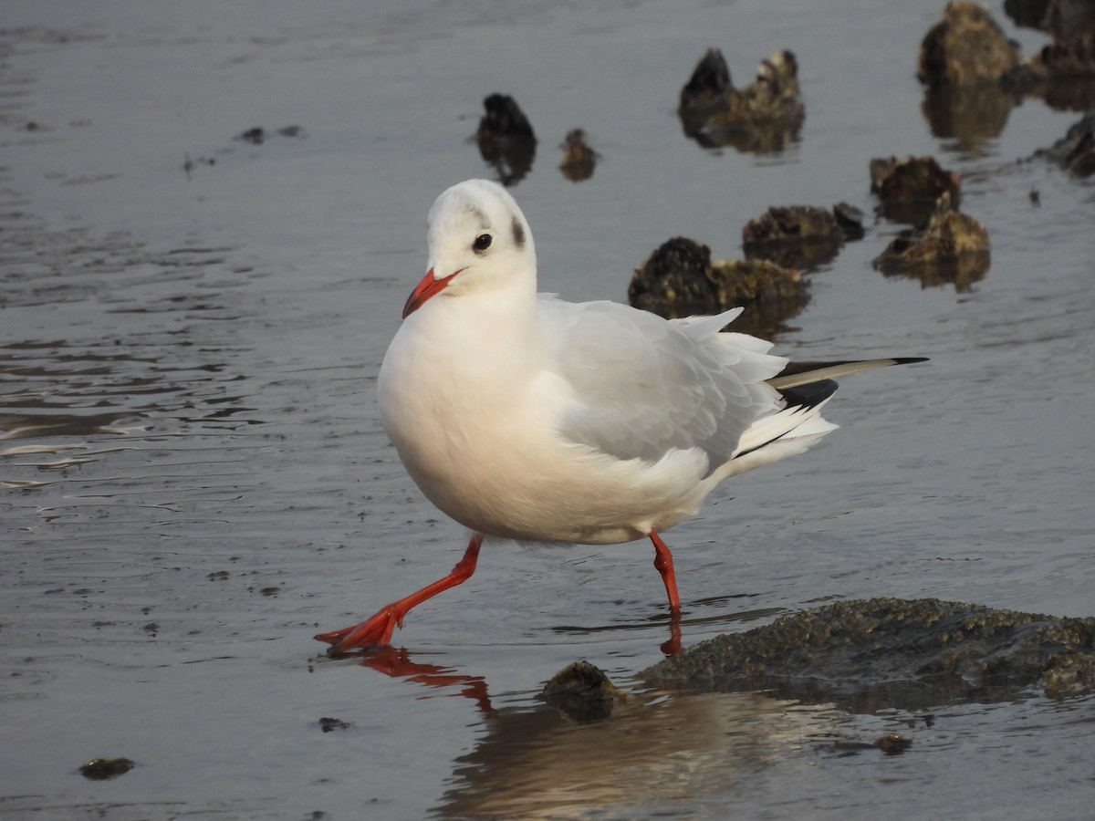 Black-headed Gull - Frithjof Vogeley