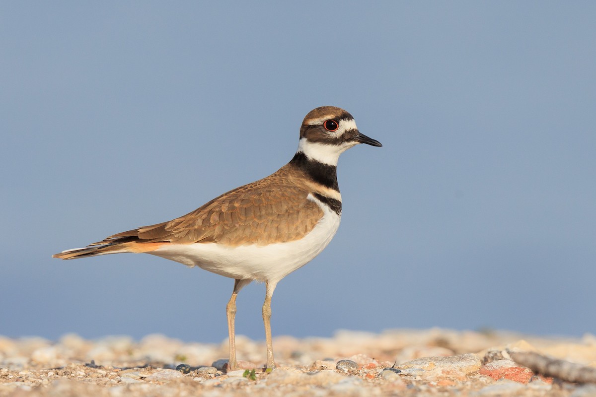 Killdeer - Brian Stahls