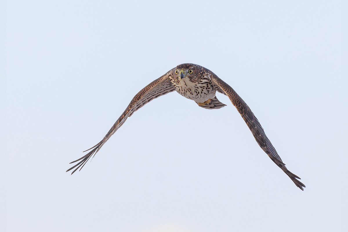 Cooper's Hawk - ML385786111