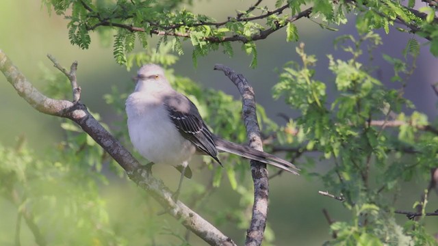 Tropical Mockingbird - ML385787231